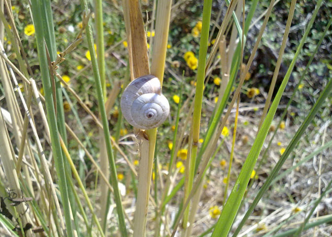 Cernuella cfr.virgata